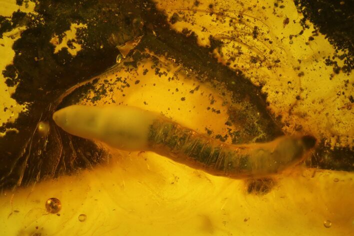 Detailed Fossil Fly Larva (Diptera) In Baltic Amber #135030